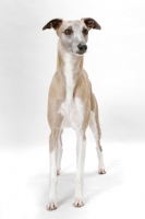 Picture of Fawn & White Trim Australian Champion
Whippet, standing on white background