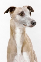 Picture of Fawn & White Trim Australian Champion
Whippet, looking away