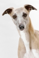 Picture of Fawn & White Trim Australian Champion
Whippet