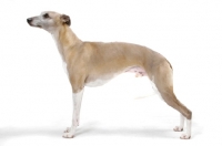 Picture of Fawn & White Trim Australian Champion
Whippet