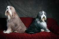 Picture of fawn and blue bearded collies sitting on red sofa facing away from each other