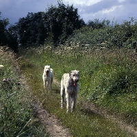 Picture of fawn and brindle irish wolfhounds from brabyns walking down path