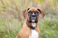 Picture of fawn and white Boxer puppy