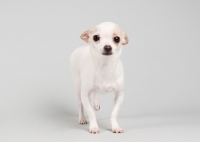 Picture of Fawn and white chihuahua standing on grey studio background, with ears down.