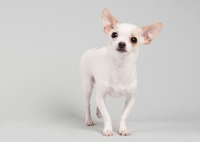 Picture of Fawn and white chihuahua standing on grey studio background, with ears up.