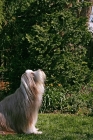 Picture of fawn bearded collie looking up