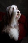 Picture of fawn bearded collie lying on red couch