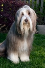 Picture of fawn bearded collie sitting in yard.