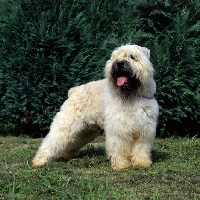 Picture of Fawn bouvier des flandres on grass