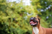 Picture of fawn Boxer looking up