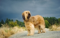 Picture of fawn Briard