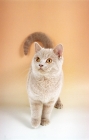 Picture of fawn British Shorthair kitten