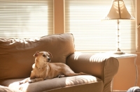 Picture of fawn chihuahua mix lying on tan sofa in front of windows
