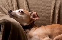 Picture of fawn chihuahua mix lying on tan sofa