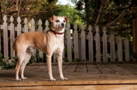Picture of fawn chihuahua mix standing on deck