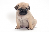 Picture of fawn coloured Pug puppy