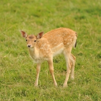 Picture of fawn deer