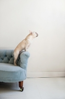 Picture of Fawn French Bulldog leaning on arm of vintage blue Chesterfield sofa.