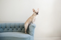 Picture of Fawn French Bulldog leaning on arm of vintage blue Chesterfield sofa.