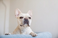 Picture of Fawn French Bulldog leaning over back of vintage blue Chesterfield sofa.