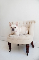 Picture of Fawn French Bulldog lying on matching tan tufted chair.