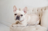 Picture of Fawn French Bulldog lying on matching tan tufted chair.