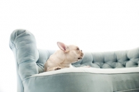 Picture of Fawn French Bulldog lying on vintage blue Chesterfield sofa.