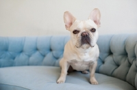 Picture of Fawn French Bulldog sitting on vintage blue Chesterfield sofa.