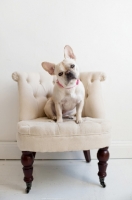 Picture of Fawn French Bulldog sitting on matching tan tufted chair with head tilted.