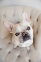 Picture of Fawn French Bulldog sitting on matching tan tufted chair, looking up at camera.