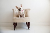 Picture of Fawn French Bulldog sitting on matching tan tufted chair.