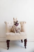 Picture of Fawn French Bulldog sitting on matching tan tufted chair, yawning.