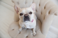 Picture of Fawn French Bulldog sitting on matching tan tufted chair.