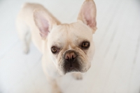 Picture of Fawn French Bulldog standing on white wood floor, looking up at camera.