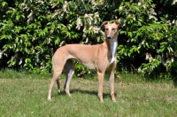 Picture of fawn Greyhound, all photographer's profit from this image go to greyhound charities and rescue organisations