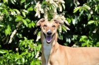 Picture of fawn Greyhound, all photographer's profit from this image go to greyhound charities and rescue organisations