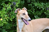 Picture of fawn greyhound, ex racer, all photographer's profit from this image go to greyhound charities and rescue organisations