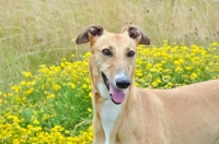 Picture of fawn greyhound, ex racer, in front of flowers, all photographer's profit from this image go to greyhound charities and rescue organisations