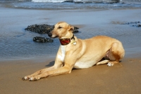 Picture of fawn Lurcher on Hartlepool beach, all photographer's profit from this image go to greyhound charities and rescue organisations
