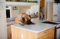 Picture of Fawn Mastiff eating food off kitchen counter
