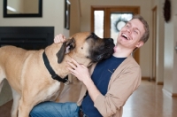 Picture of Fawn Mastiff kissing laughing male owner.