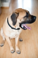 Picture of Fawn Mastiff yawning.