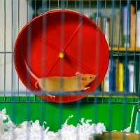 Picture of fawn mouse in an exercise wheel