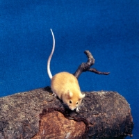 Picture of fawn mouse on a log