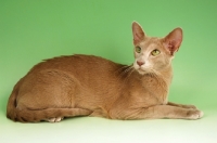 Picture of fawn oriental shorthair cat, lying down