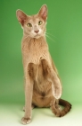 Picture of fawn oriental shorthair cat, one leg up