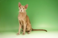Picture of fawn oriental shorthair cat, sitting down