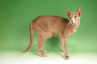 Picture of fawn oriental shorthair cat standing