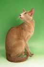Picture of fawn oriental shorthair cat