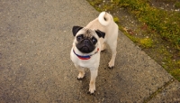 Picture of fawn Pug begging